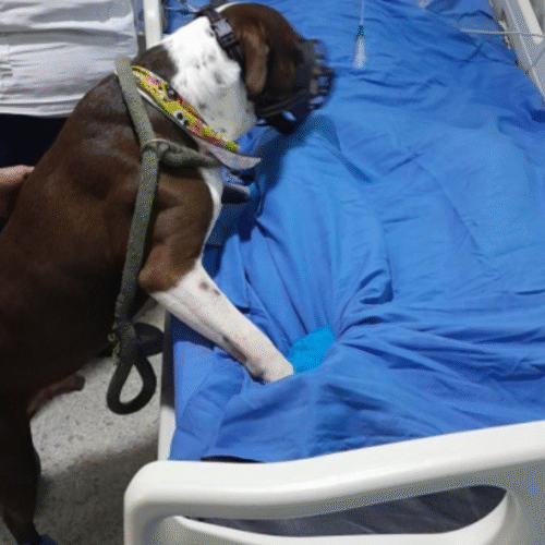 ‘Huellitas al final de la vida’, el programa que permite que pacientes críticos se despidan de sus animales de compañía​​