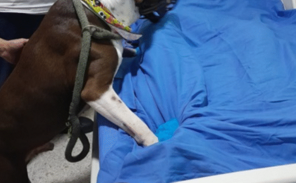 ‘Huellitas al final de la vida’, el programa que permite que pacientes críticos se despidan de sus animales de compañía​​