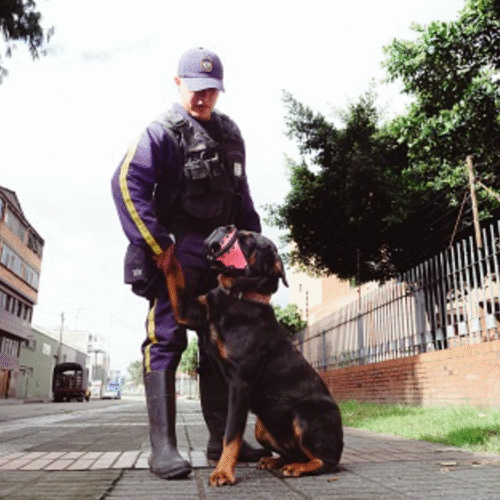 En compromiso con los animales, la Secretaría de Salud apuesta por una seguridad sin perros