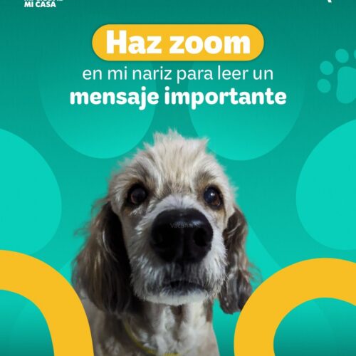 Punto gratuito de vacunación antirrábica para perros y gatos en el Parque Alameda