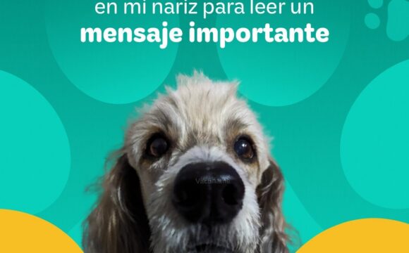 Punto gratuito de vacunación antirrábica para perros y gatos en el Parque Alameda