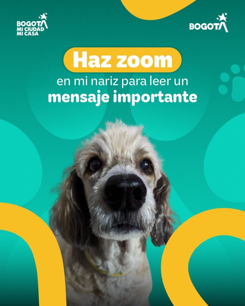 Punto gratuito de vacunación antirrábica para perros y gatos en el Parque Alameda
