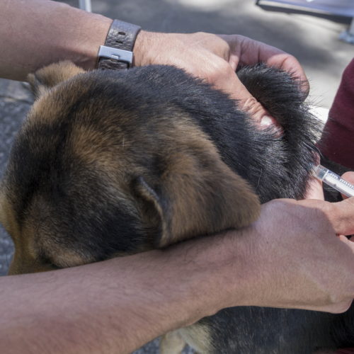 Vacunación gratuita contra la rabia para perros y gatos Vacunación gratuita contra la rabia para perros y gatos