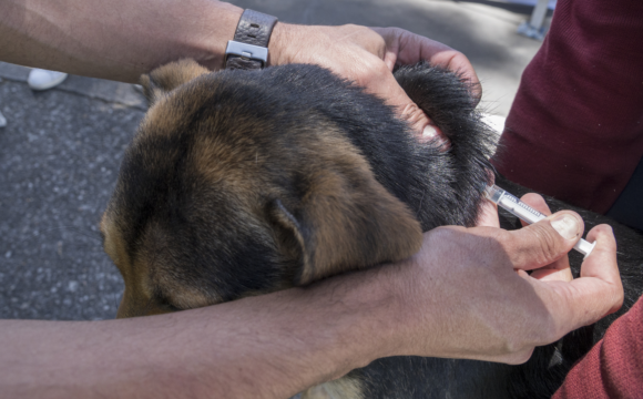 Vacunación gratuita contra la rabia para perros y gatos Vacunación gratuita contra la rabia para perros y gatos