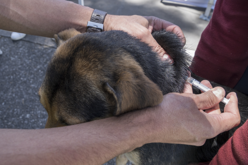 Vacunación gratuita contra la rabia para perros y gatos​​